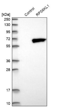 RPS6KL1 Antibody, Novus Biologicals 25 &mu;L; Unlabeled:Antibodies, Polyclonal